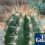 Plantwatch: the cactus that lures bats with its fuzzy acoustic hat | Science