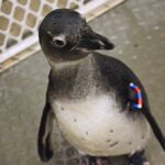 Sneak peek | Greensboro Science Center’s new rainforest