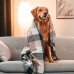 Golden Retriever Is Totally Enraptured While Watching Barbie Movies With Mom