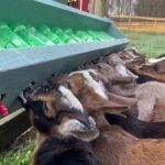 @goatdaddys On today’s episode of 17 kids and counting…     …