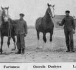 Equine history at MSU: How it all started