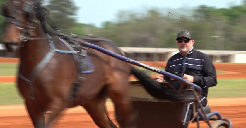 ‘Pretty exciting sport’ | Hawkinsville Harness Festival returns with horse racing, live music, and family fun
