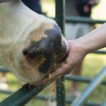 From hooves to scales: Vet Fest showcases animal science at Auburn