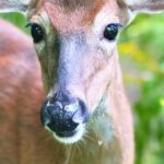 Squam Lake Science Center unveils new business membership program | Announcements