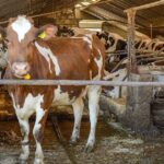 FMD hits Greece after 25 years | News