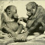 Apes may have originated in north Afrida, study finds