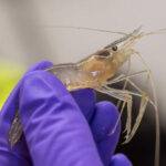 Predicting Harmful Algal Blooms and Toxicity in the San Francisco Estuary