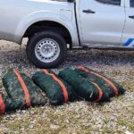 Greece Cracks Down on Illegal Sea Urchin Fishing as Black Market Surges Greek City Times