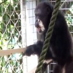 Chimpanzee using floorboards for ‘drumming performance’ shows how music emerged in humans