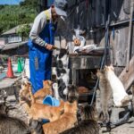 Aoshima: Japan’s tiny ‘Cat Island’ where felines hugely outnumber humans