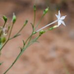 Chinese scientists solve mystery of how plants make nicotine