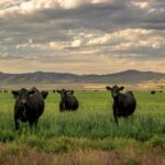 Trump Promised Cheap Beef — The Cattle Trade Crushed The S&P 500 For Years