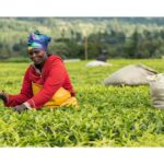 How aligning financial strategies with climate finance can drive resilient growth