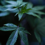 State medical marijuana programs must follow the science