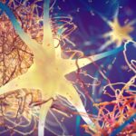 Scientists Discover Unexpected Role of Alzheimer’s Protein in Cell Division