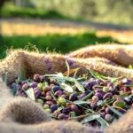 The History of Olive Oil in Greece