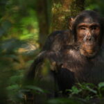 Rare, violent rift discovered in Ngogo chimpanzee group from ‘Chimp Empire’