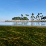 Climate change is outpacing evolution. Scientists use DNA to catch up