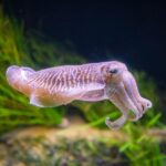 Scientists Finally Crack the 100-Million-Year Evolutionary Mystery of Squid and Cuttlefish