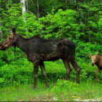 Citizen science trail camera project studies winter tick impacts on moose in northeast Minnesota