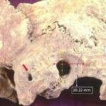 Adelphi Researcher Discovers Early, Complex Brain Surgery in Ancient Greece