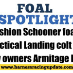 Fashion Schooner foals Tactical Landing colt for new owners Armitage Farm