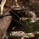 Community science project asks Colorado public to help track river otters
