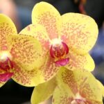 Local flower shop hosting first-ever ‘Fleur Couture’ floral fashion show