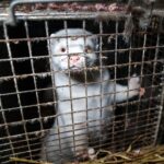 Iceland Fashion Week Goes Fur-Free After Shocking Investigation Exposes Severe Animal Suffering