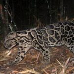 Scientists Followed a Single Clouded Leopard on Remote Cameras for Six Years