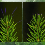 New research finds corona discharges glowing on treetops during storms