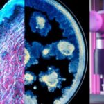 L’Oréal and Institut Pasteur Partner to Advance Skin Health Science