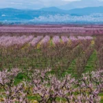 Peach blossoms draw visitors to northern Greece each spring – The Greek Herald