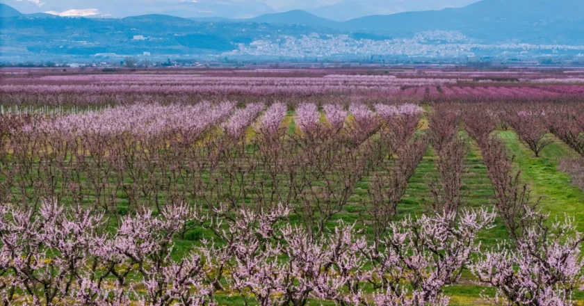 Peach blossoms draw visitors to northern Greece each spring – The Greek Herald