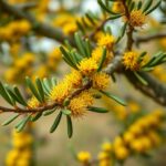 Modeling Olea and Quercus Pollen Seasons in Greece