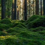 Scientists Uncover Massive Climate Secret Beneath Sweden’s Forests