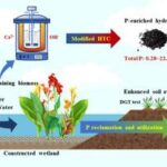 Upcycling wetland waste into phosphorus-rich ‘black gold’ for sustainable agriculture