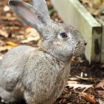 Science, Rabbits and Family Learning – Peekskill Herald