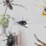 Science explains why there are fewer and fewer insects