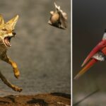 The Evolving Role of Technology vs Skill in Wildlife Photography