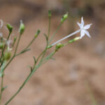 Chinese Scientists Solve Mystery of How Plants Make Nicotine—-Chinese Academy of Sciences
