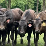 Science meets beef at Willy’s Wagyu