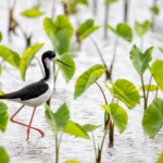 Scientists just debunked a 50-year myth about Hawaii’s birds