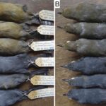 Scientists thought this bird was one species – it’s actually five