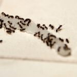 3 myths about keeping ants out of your house