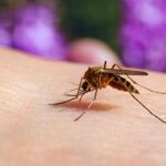 Sweet blood doesn’t attract mosquitoes: here is what actually attracts them according to science