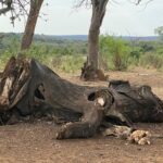 Human ancestors butchered and ate elephants 1.8 million years ago, helping to fuel their large brains