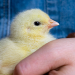 Baby chicks like gentle pets—like really gentle