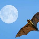 these bats could be behind a future epidemic in the most affected areas of the planet