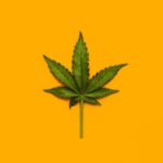 The unsettling truth about medical cannabis and mental health